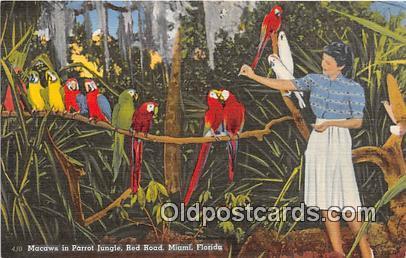 Miami, FL, USA Macaws, Parrot Jungle Postcard Post Card Miami, FL, USA Macaws...