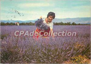 Postcard Modern Landscapes Haute Provence France Picking Lavender