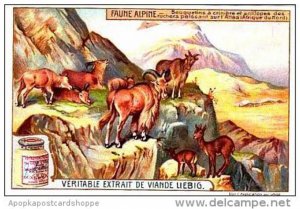 Liebig S958 Mountain Animals No 6 African Antelope