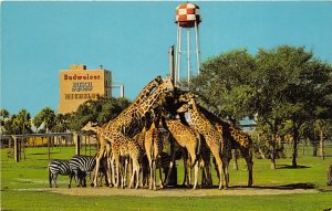 Tampa Florida 1960s Postcard Busch Gardens Giraffe Feeding