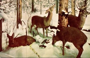 Illinois Chicago Natural History Museum Virginia Deer In Winter