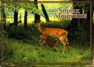 Tennessee Great Smoky Mountains Lunch Time In The Smokies Young Deer Feeding