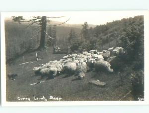 Old rppc ANIMAL SCENE Great Postcard AB1982