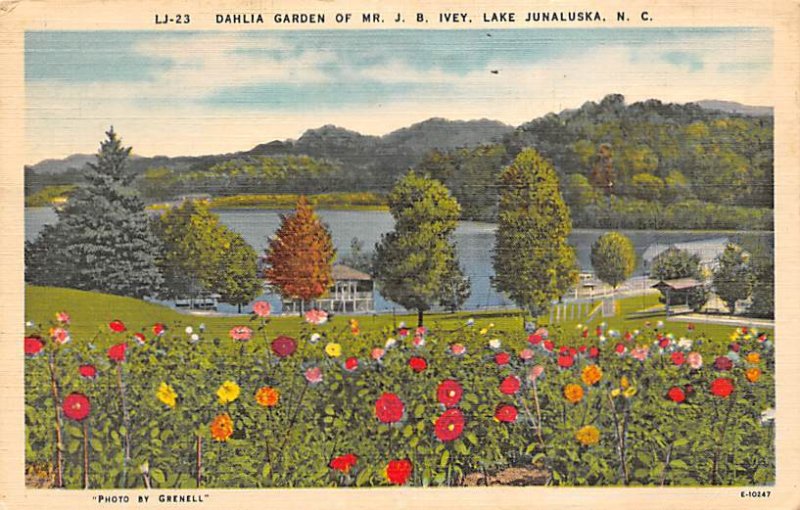 Dahlia Garden of Mr. J. B. Ivey Lake Junaluska, North Carolina NC