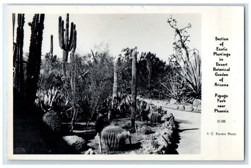 Section Of Exotic Plantings In Desert Botanical Garden AZ RPPC Photo Postcard