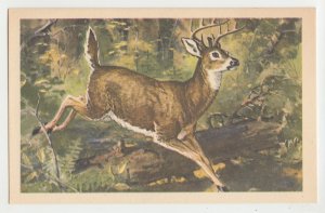 P2796, vintage postcard art white-tailed deer by gene klebe