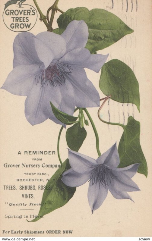 ROCHESTER , New York , 1906 ; GROVER's Trees