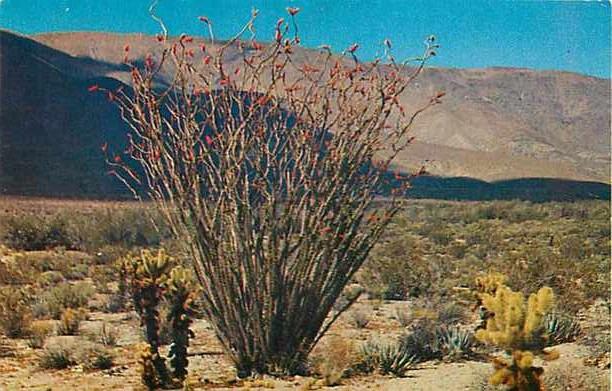 Desert Fflower: Ocotillo, Chrome