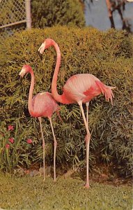 Florida's Silver Springs Home of the world-famous glass bottom boats Flamingo...