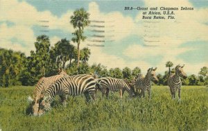 Amusement Grant Chapman Zebras Boca Raton Florida 1957 Wildlife Postcard 13187