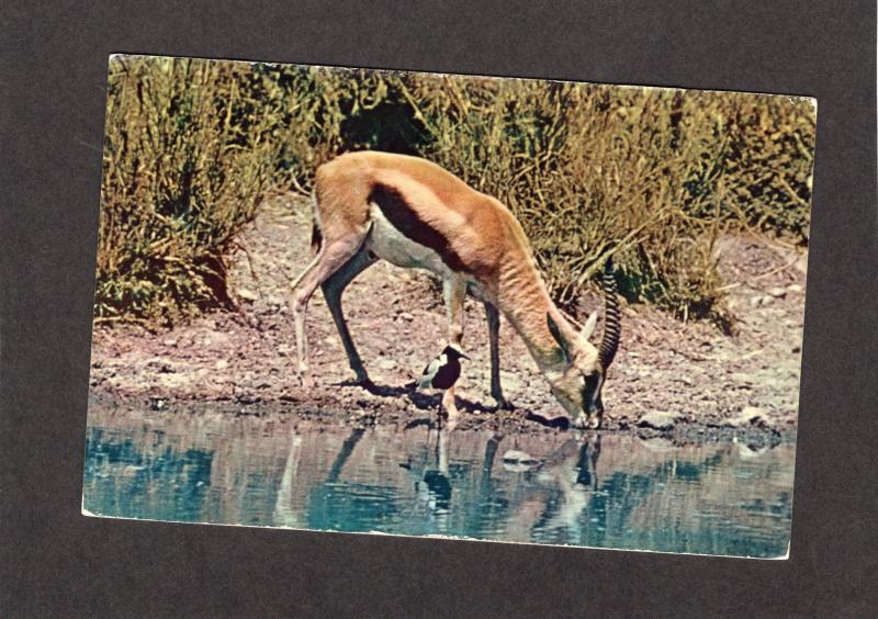 African Wildlife Gazelle With Plover Postcard Nature Kenya Animals