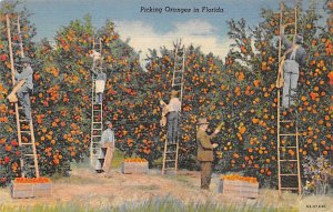 Picking Oranges Florida, USA Fruit Assorted 1952 