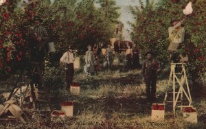 VINTAGE POSTCARD PICKING McINTOSH RED APPLES LAKE COMO BENCH MONTANA RARE FAULTS