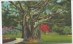 Giant Banyan Tree, Florida