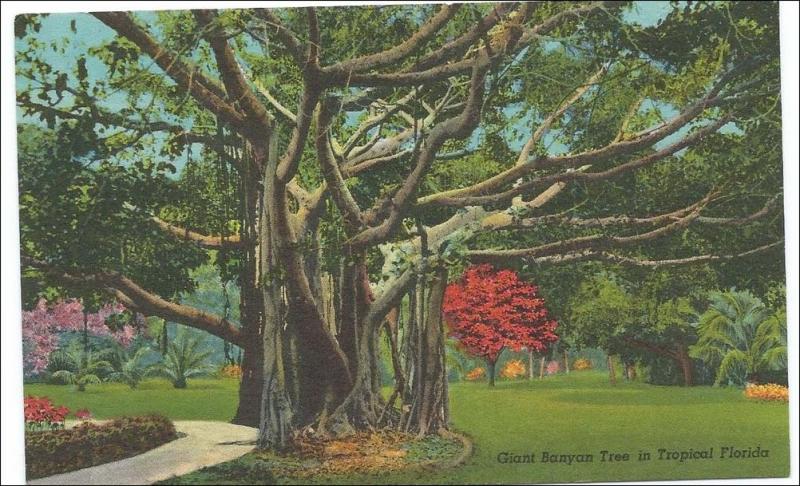 Giant Banyan Tree, Florida