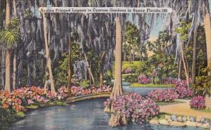 Florida Cypress Gardens Azaled Fringed Lagoon  In Cypress Gardens In Sunny Fl...