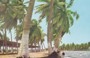 Playa Del Caribe Venezuela Postcard