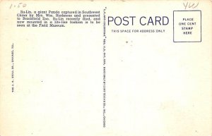 Giant Panda Bear Chicago, Illinois, USA Unused 