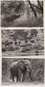 East African Game Elephants Hunting 3x Real Photo Postcard s