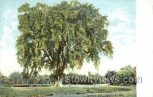 Lancaster Elm - Massachusetts MA Postcard
