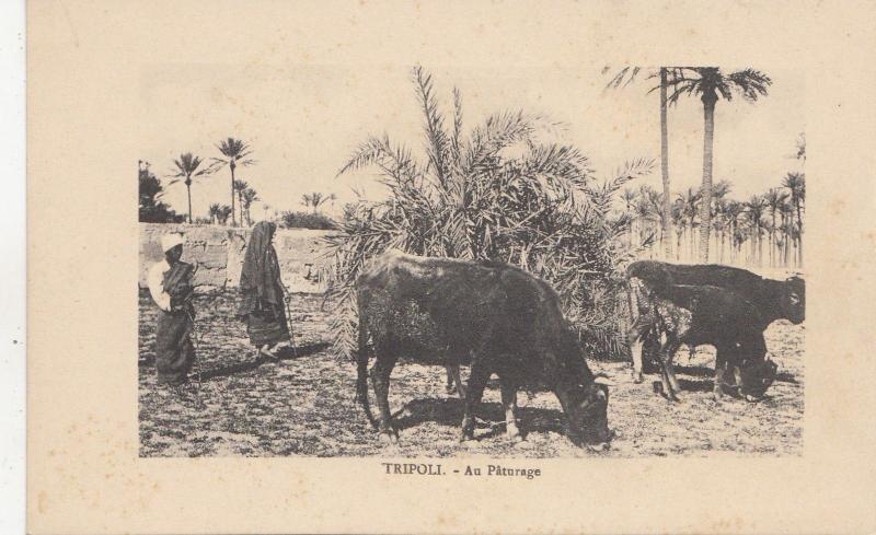 B81021 tripoli au paturage cow vach  types  libia lybia  front/back image