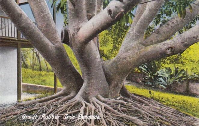 Bermuda The Great Rubber Tree