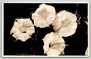 RPPC Daytura Lily Flower Utah Parks Co c1930s  Postcard E23