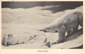 Polar Bear Chicago, IL, USA Bear 1937 