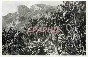 Old Postcard Monaco Exotic gardens aloe Cereus and Opuntia various