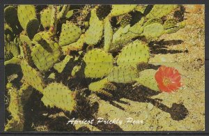 Arizona, Phoenix - Apricot Prickly Pear Cactus - Papago Park - [AZ-164]