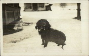 Black Springer Spaniel Dog in the Snow c1910 Amateur Real Photo Postcard