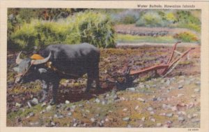 Hawaiian Islands Water Buffalo and Plow Curteich