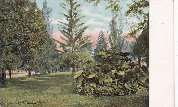 New York Syracuse Scene In Walnut Park 1908