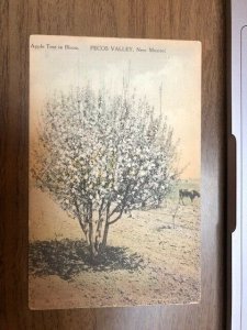 Hand Colored Albertype, Apple Tree In Bloom, Pecos, New Mexico,NM,Old Postcard
