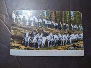 Mint USA Military Postcard Troop of Cavalry on a Fallen Big Tree California