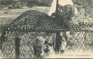 R. C. M. Somali Somaliland Somalia leopard hunting topical vintage postcard 