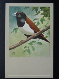 Bird Theme THREE COLOURED NUN c1950s Postcard by P. Sluis / Series 2 No.15