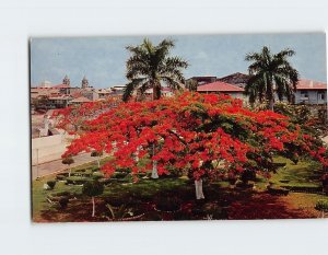 Postcard Beautiful Acacia tree at Plaza de Francia, Panama City, Panama