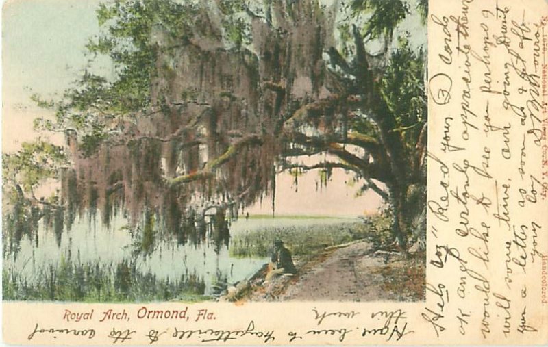 Ormond FL Royal Arch Oak Tree UDB 1908 Postcard, National Art Views No. 1070