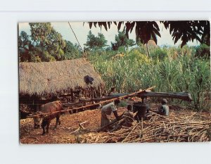 Postcard Peasant Farmers Grinding Cane, Greetings from Jamaica