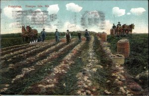 Presque Isle Maine ME Potatoing Agriculture Farming Horses c1900s-20s Postcard
