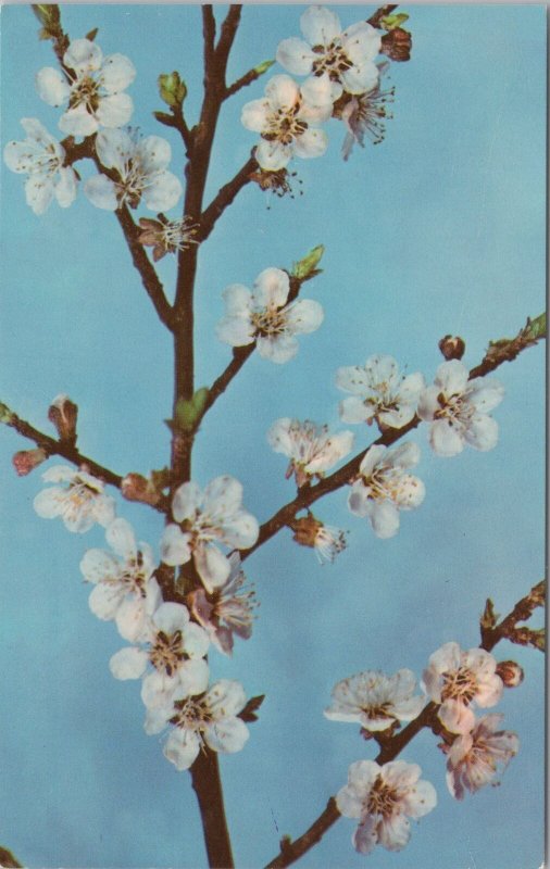 Flowers~White Prunus Armeniaca Linn~Flowering Branch~Vintage Postcard 