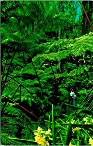 Tree Fern Forest Kilauea Crater Hawaii National Park Hawaii Chrome Postcard Q13