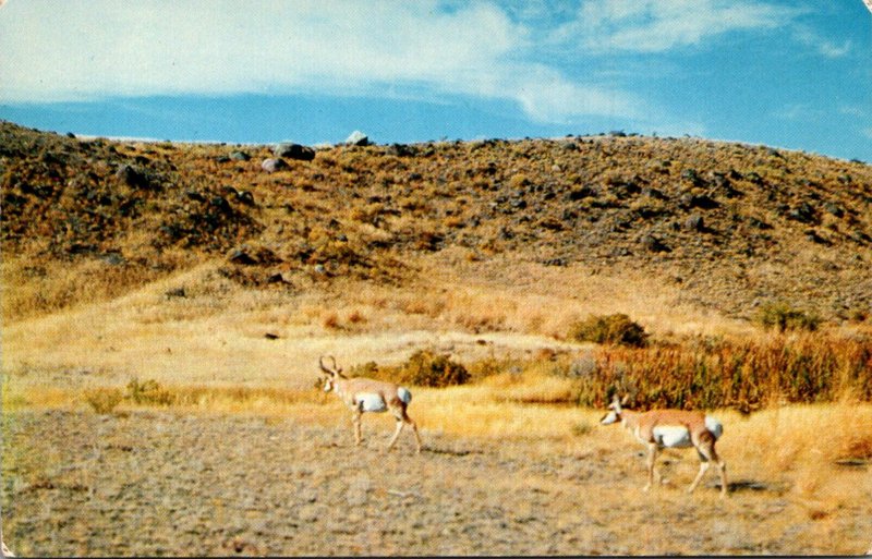 Wyoming Pronghorn Antelope