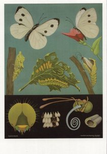 Large White Butterfly Old School Lesson Wall Chart Postcard