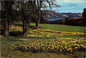 uk47018 daffodils at lochearnhead perthshire scotland uk