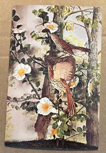 VINTAGE UNUSED POSTCARD - STATE FLOWER. TREE AND BIRD, GEORGIA