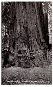 California Santa Cruz  General Grant Big Tree Grove