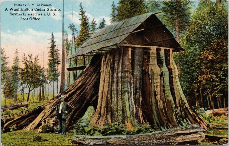 Washington Cedar Stump formerly US Post Office Unused Postcard G87