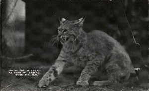 TWIN MOUNTAIN NH Twin Mt Camps Wildcat BOBCAT Old REAL PHOTO Postcard